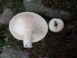 Lactarius piperatus image