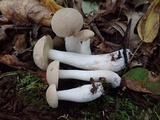 Boletus pallidus image