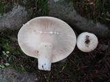 Lactarius piperatus image