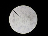 Lactarius piperatus image
