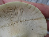 Lactarius piperatus image