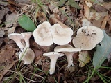 Clitopilus prunulus image