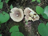 Russula veternosa image