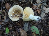 Russula veternosa image