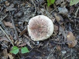 Russula veternosa image