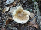 Russula veternosa image