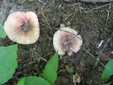 Russula veternosa image
