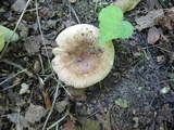 Russula veternosa image