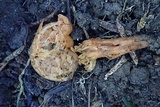 Macrocystidia reducta image