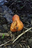 Macrocystidia reducta image