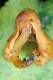 Macrocystidia reducta image