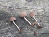 Cystoagaricus hirtosquamulosus image