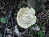 Russula flavisiccans image