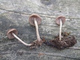 Cystoagaricus hirtosquamulosus image