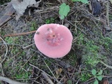 Russula rosea image