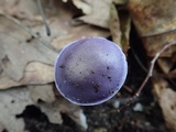 Cortinarius iodes image