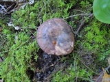 Russula variata image