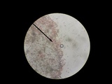 Cystoagaricus hirtosquamulosus image