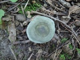 Russula redolens image