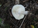 Russula redolens image