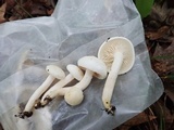 Hygrophorus eburneus image