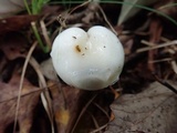 Hygrophorus eburneus image