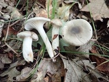 Hygrophorus occidentalis image