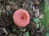 Russula rubescens image