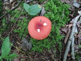 Russula rubescens image