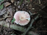 Russula paludosa image