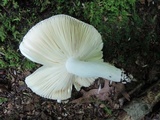 Russula paludosa image