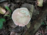 Russula paludosa image