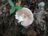 Russula paludosa image