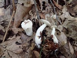 Hypomyces chlorinigenus image