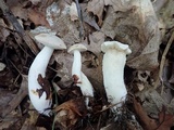 Hypomyces chlorinigenus image