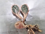 Phallogaster saccatus image