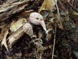 Phallogaster saccatus image