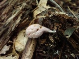 Phallogaster saccatus image