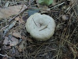 Lactarius pyrogalus image