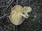 Lactarius pyrogalus image