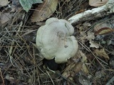Lactarius pyrogalus image