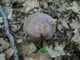 Lactarius argillaceifolius image