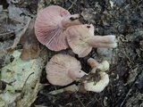 Lactarius subpurpureus image