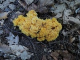 Ramaria flavescens image