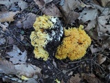 Ramaria flavescens image