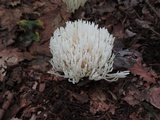 Ramariopsis kunzei image