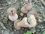 Tylopilus rubrobrunneus image