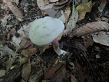 Caloboletus inedulis image