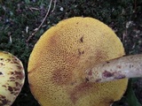 Suillus americanus image