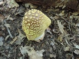 Amanita flavorubens image